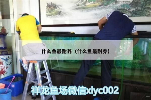 細線銀板魚苗適宜水溫：細線銀板魚苗最佳養殖環境，細線銀板魚苗飼料選擇指南