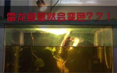 雷龍魚變色原因，關(guān)于雷龍魚的顏色變化