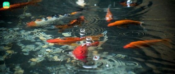 雷龍魚變色原因，關(guān)于雷龍魚的顏色變化
