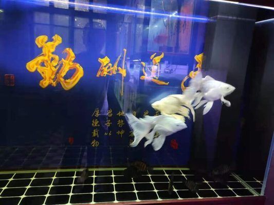 銀龍魚苗繁殖季節特點：銀龍魚的繁殖季節特點