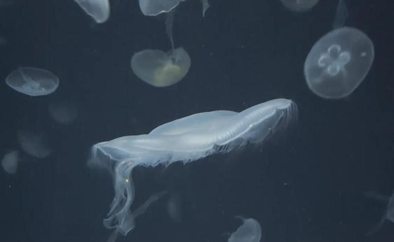 有哪些軟件可以調(diào)整龍魚照片的色溫？