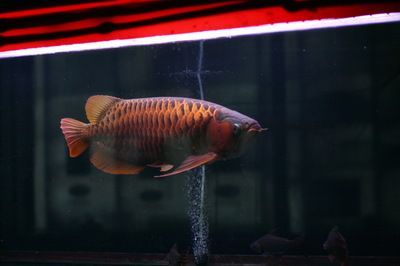 紅龍魚生活在哪里最好養（紅龍魚的飼養環境對于其健康和美麗至關重要）