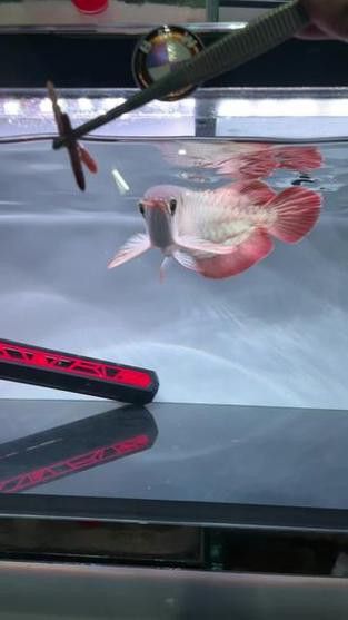 紅龍魚長什么樣子圖片視頻
