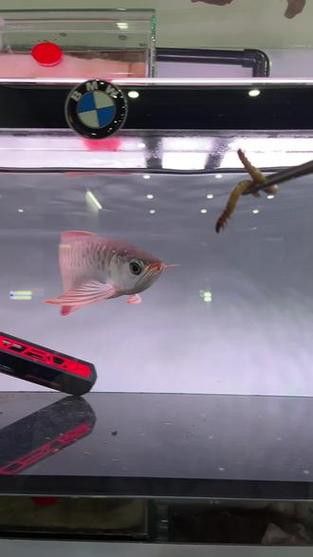 紅龍魚長什么樣子圖片視頻