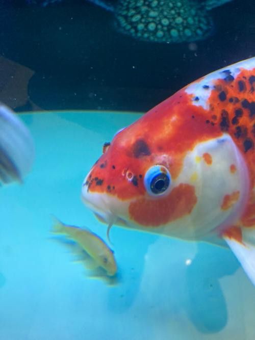 紅龍魚長什么樣子圖片視頻
