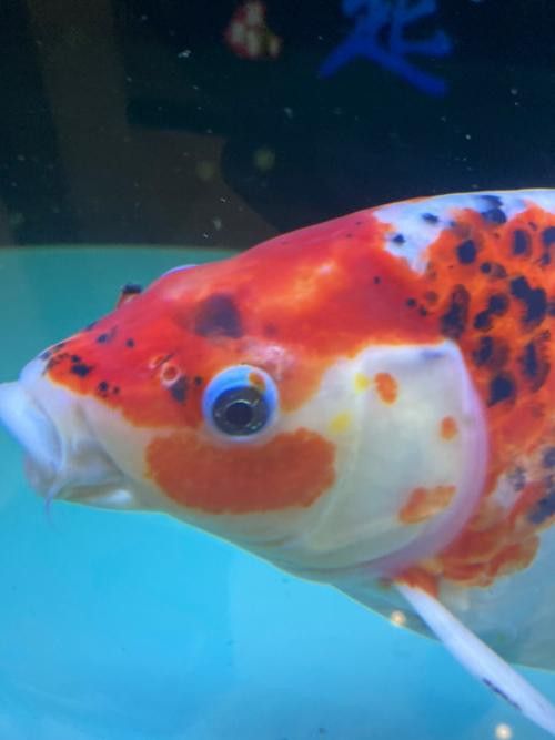 紅龍魚長什么樣子圖片視頻
