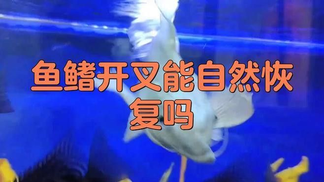 龍魚魚鰭分叉能否自然恢復？