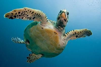 小孩被龍魚咬了超過24小時沒打疫苗（被龍魚咬后應盡快接種狂犬疫苗）