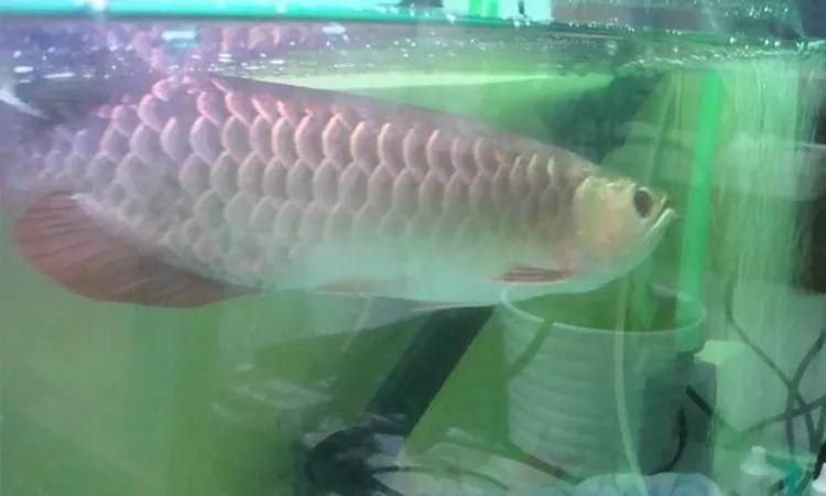 龍魚一直在水面呼吸怎么回事（龍魚在水面呼吸可能由多種因素引起，以下原因及相應(yīng)的解決方法）