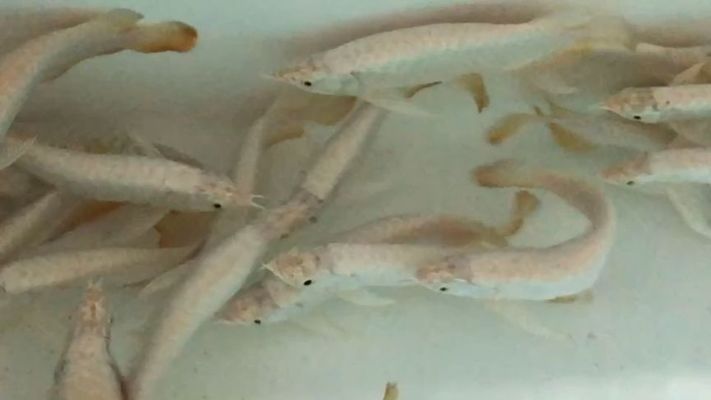 武吉美拉金龍魚怎么樣好養(yǎng)嗎多少錢：如何挑選健康的武吉美拉金龍魚