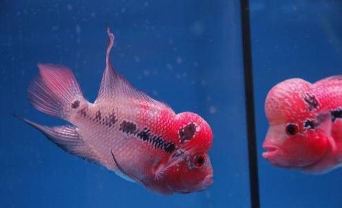 羅漢魚可以和金龍魚一起養(yǎng)嗎