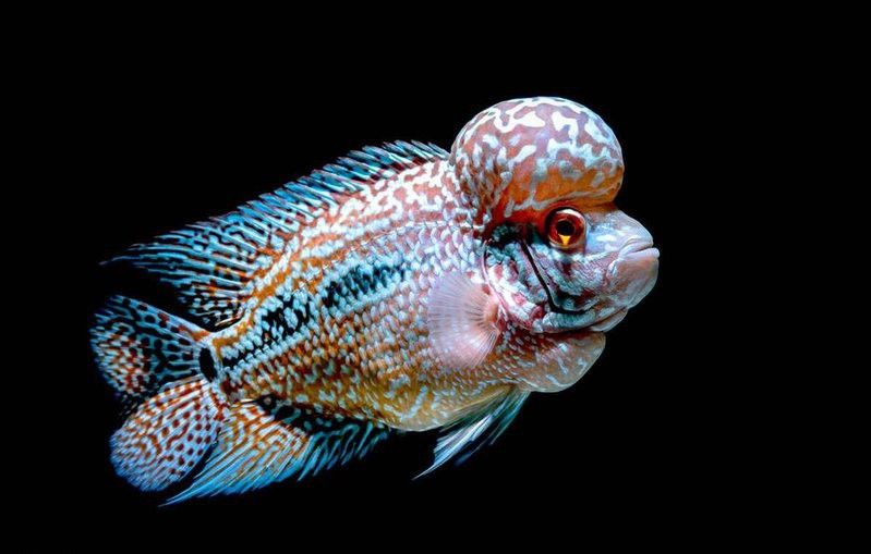 羅漢魚可以和金龍魚一起養(yǎng)嗎