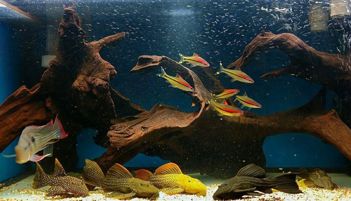 羅漢魚可以和金龍魚一起養(yǎng)嗎
