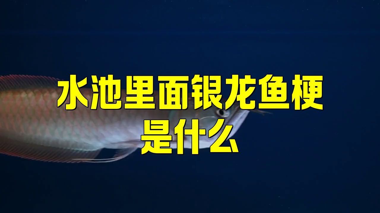 這個梗如何影響龍魚飼養文化？