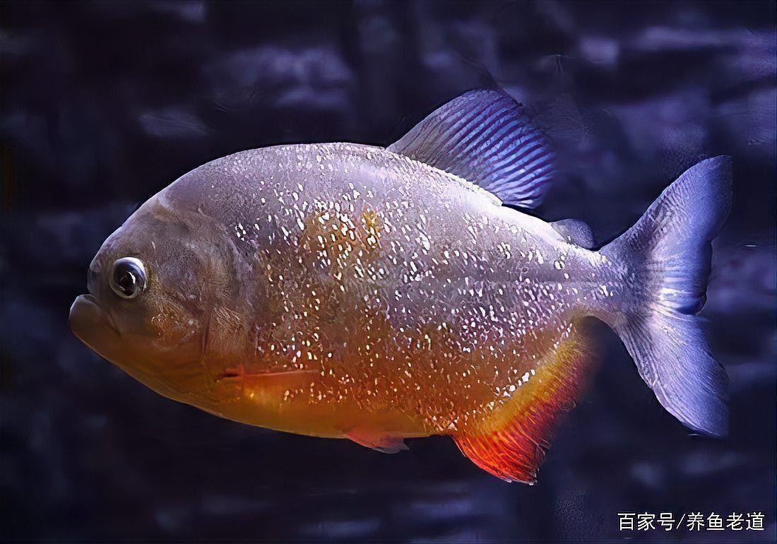 這個梗如何影響龍魚飼養文化？