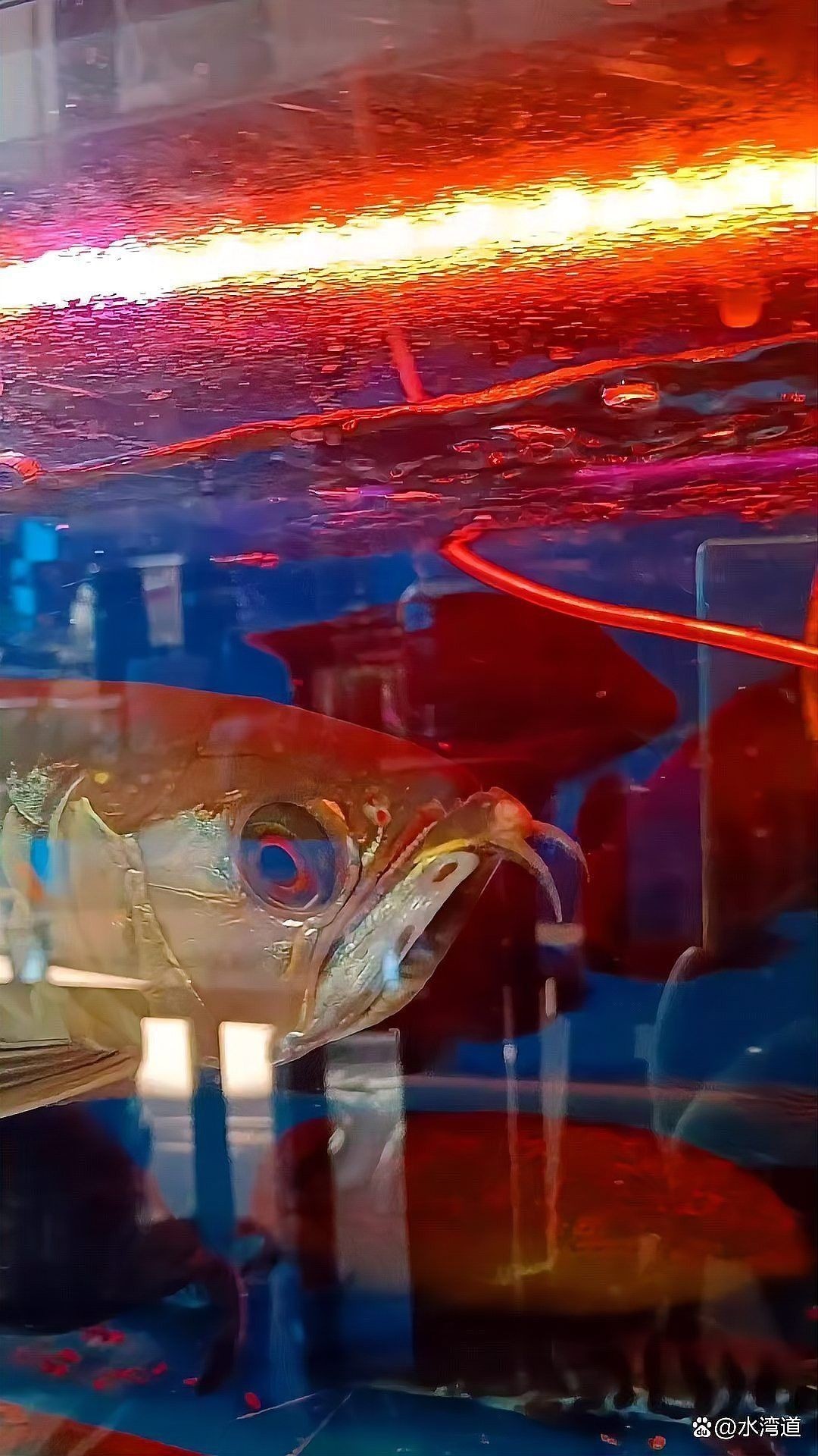 金龍魚像什么東西