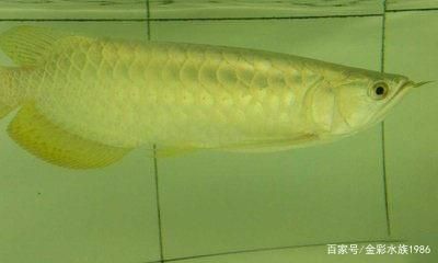 龍魚身體突然發黑怎么回事（龍魚身體突然發黑可能由多種因素引起）