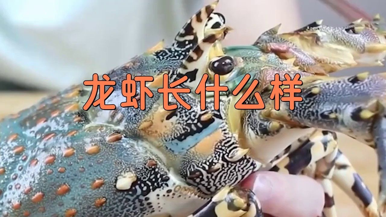 哪里可以找到高清的龍蝦圖片？