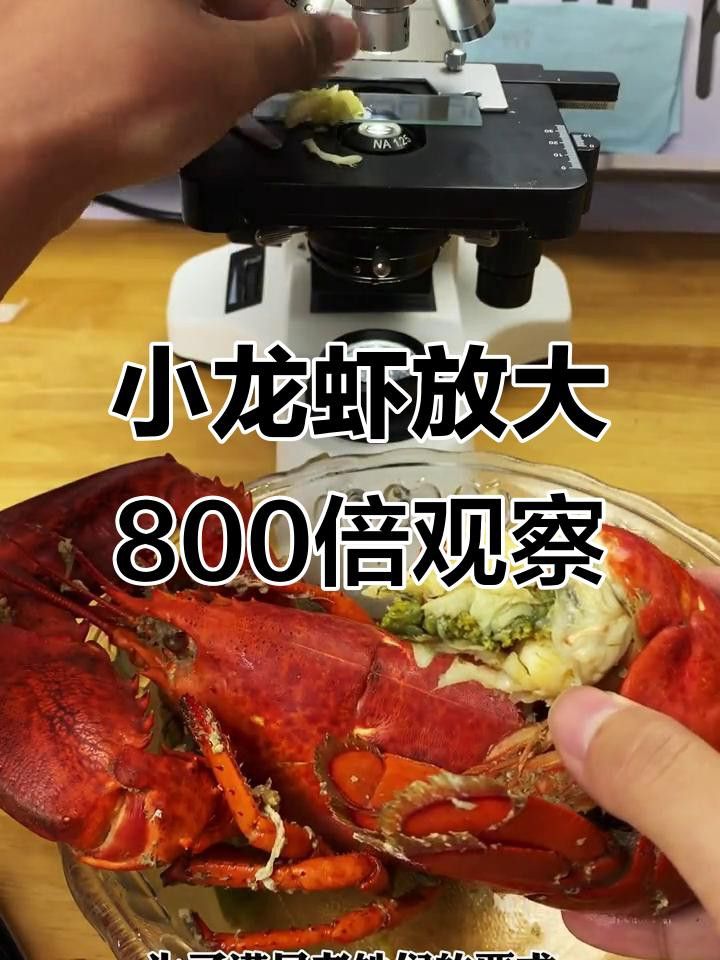 哪里可以找到高清的龍蝦圖片？