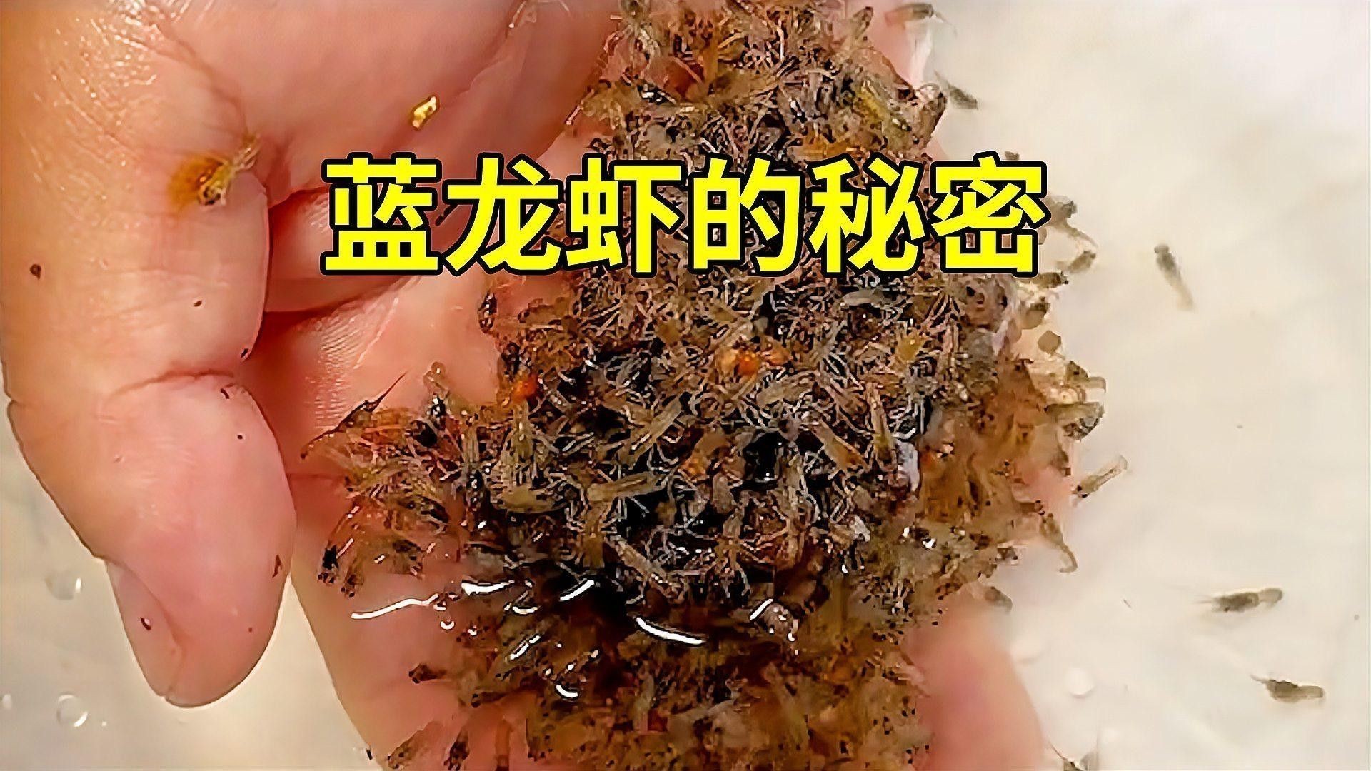 哪里可以找到高清的龍蝦圖片？
