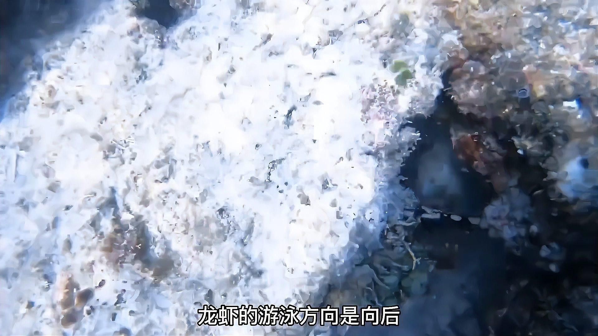 哪里可以找到高清的龍蝦圖片？