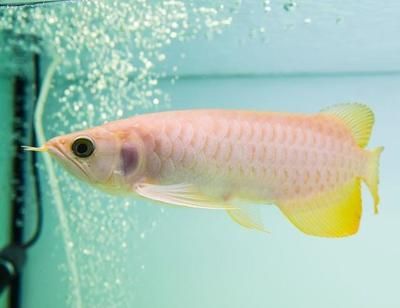 龍魚幼魚的生長周期是多少天：龍魚幼魚的生長周期是多少天呢？ 龍魚幼魚的生長周期是多少天：龍魚幼魚的生長周期是多少天呢？ 龍魚百科