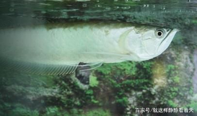 龍魚出自哪里的品種最多：龍魚的品種主要分布在亞洲、南美洲和澳大利亞和澳大利亞