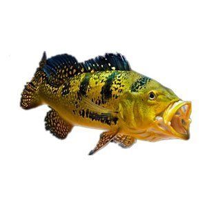 養龍魚黑底好還是白底好：養龍魚時，選擇黑底還是白底的魚缸