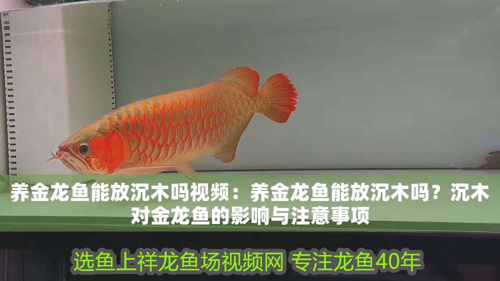 養(yǎng)金龍魚能放沉木嗎視頻：養(yǎng)金龍魚能放沉木嗎？沉木對(duì)金龍魚的影響與注意事項(xiàng)