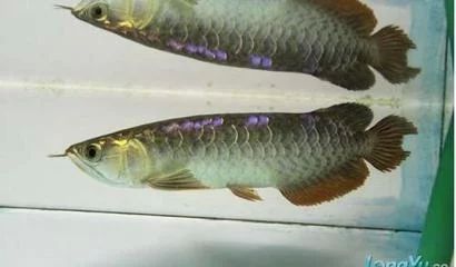 龍魚斷尾怎么辦：龍魚斷尾怎么處理龍魚斷尾的處理方法是什么