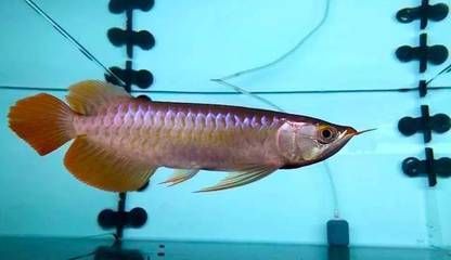 龍魚中毒怎么治療（龍魚中毒怎么辦） 龍魚中毒怎么治療（龍魚中毒怎么辦） 龍魚百科 第2張