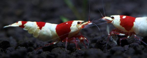 龍魚中毒怎么治療（龍魚中毒怎么辦） 龍魚中毒怎么治療（龍魚中毒怎么辦） 龍魚百科 第3張