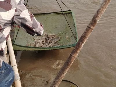 魚苗飼料殺菌消毒方法：魚苗飼料殺菌消毒方法主要包括以下幾種有效的魚苗飼料殺菌消毒方法