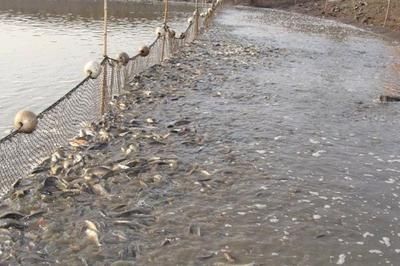 魚苗飼料殺菌消毒方法：魚苗飼料殺菌消毒方法主要包括以下幾種有效的魚苗飼料殺菌消毒方法