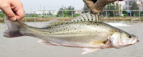 魚苗飼料殺菌消毒方法：魚苗飼料殺菌消毒方法主要包括以下幾種有效的魚苗飼料殺菌消毒方法