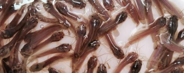 魚苗飼料殺菌消毒方法：魚苗飼料殺菌消毒方法主要包括以下幾種有效的魚苗飼料殺菌消毒方法