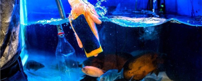龍魚腸炎多久能恢復(fù)好：龍魚腸炎恢復(fù)時間