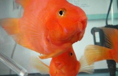 財神魚和金龍魚混養(yǎng)可以嗎:財神魚和金龍魚可以混養(yǎng)嗎 龍魚百科 第2張 財神魚和金龍魚混養(yǎng)可以嗎:財神魚和金龍魚可以混養(yǎng)嗎 財神魚和金龍魚混養(yǎng)可以嗎:財神魚和金龍魚可以混養(yǎng)嗎 龍魚百科 第2張