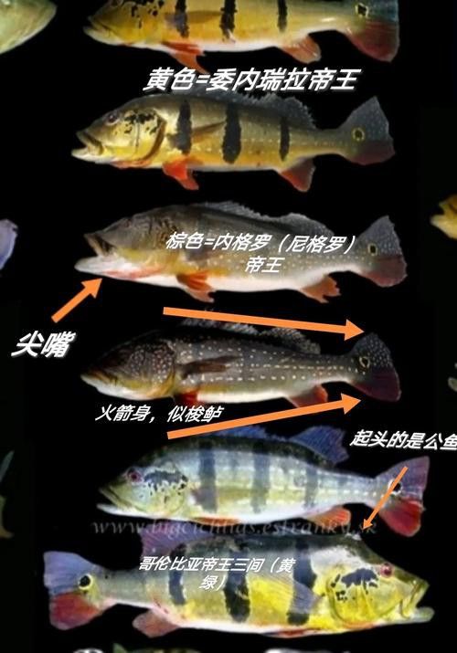 帝王三間魚和龍魚哪個更好養(yǎng)？