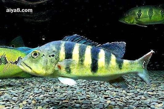帝王三間魚和龍魚哪個更好養(yǎng)？