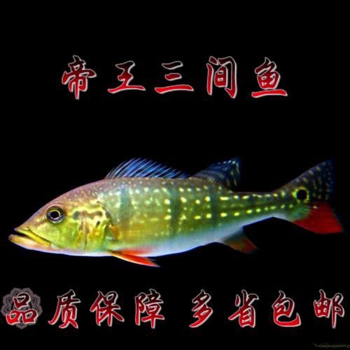 帝王三間魚和龍魚哪個更好養(yǎng)？