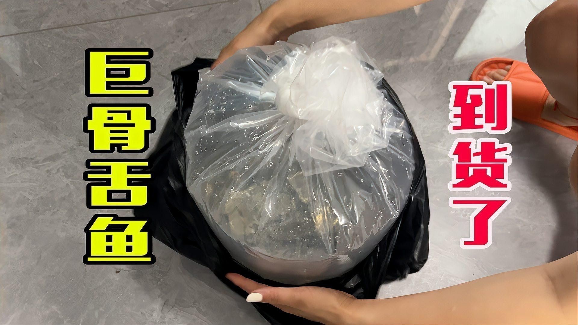 帝王三間魚和龍魚哪個更好養(yǎng)？