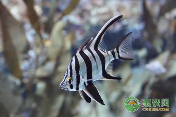 魚缸魚說說（魚缸魚如何表達情感？）