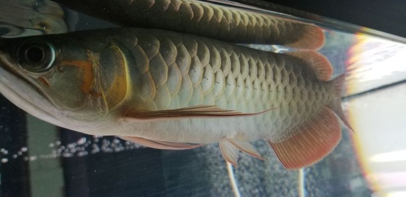 龍魚飼料十大排名品牌有哪些圖片及價格：不同品牌龍魚飼料價格比較，如何辨別龍魚飼料質量優劣