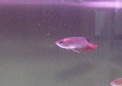 龍魚沉頭的治療方法：龍魚沉頭怎么治療