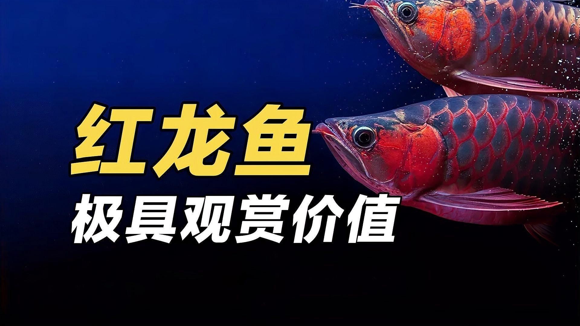 紅金龍魚和黃金龍魚哪個貴一點