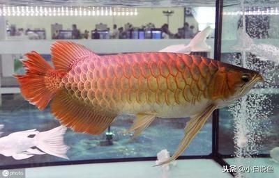 龍魚如何麻醉喂食的：龍魚術后飲食調整方案，斯樂疲與仟湖六號對比