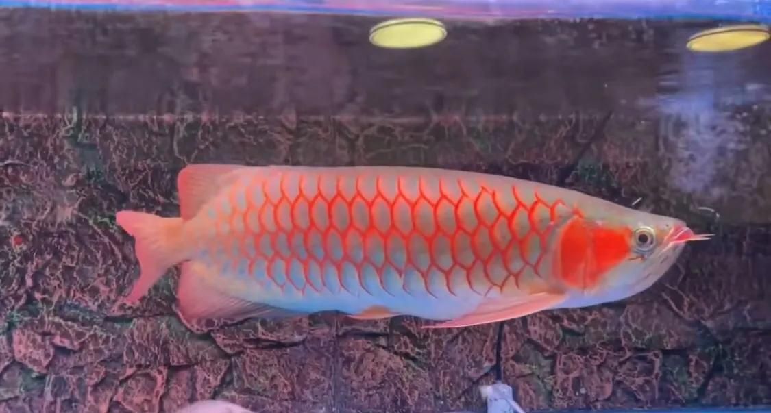 金龍魚缸放鹽可以殺菌嗎：金龍魚缸放鹽可以殺菌嗎金龍魚缸放鹽可以殺菌嗎