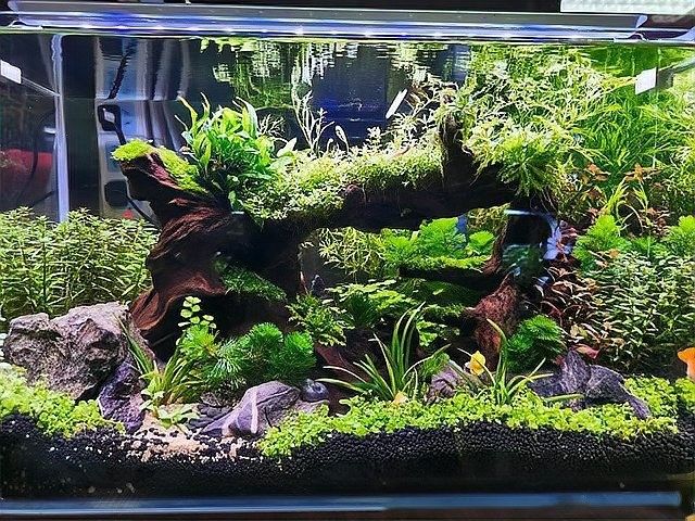 龍魚缸沉木造景圖