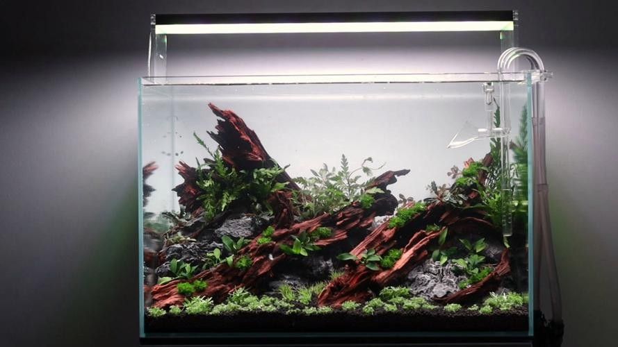 龍魚缸沉木造景圖